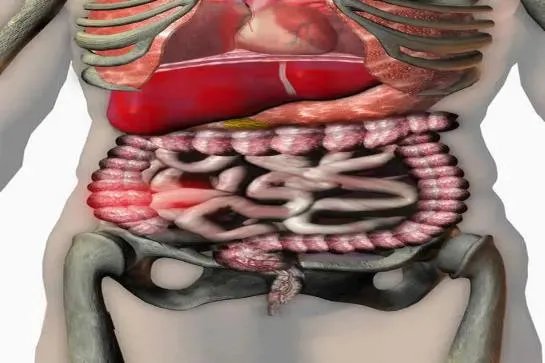 男女内脏分布图