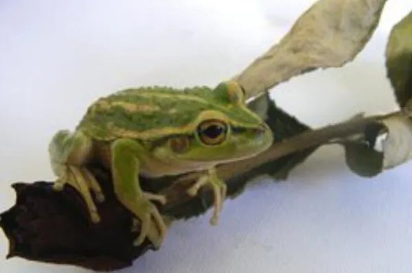 十种动物冬眠的方式，动物过冬的方式有哪些