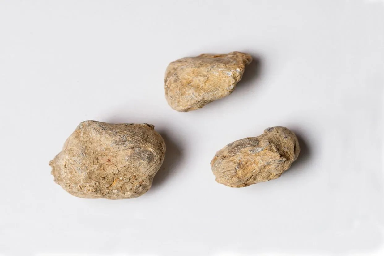 中药石燕的功能及图片