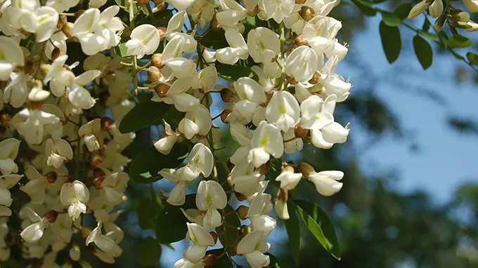 槐米的功效与作用