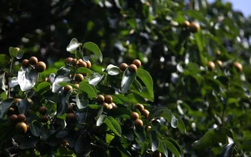 马钱子图片欣赏2018 马钱子的功效与作用揭秘