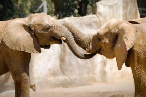 为什么动物夫妻没有感情不合的现象发生，而人却有？