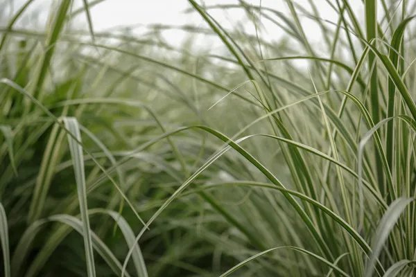 通草有哪些副作用