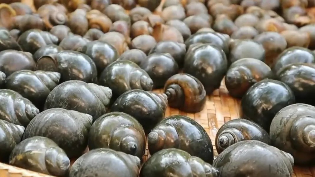 福寿螺到底能不能吃 福寿螺是什么