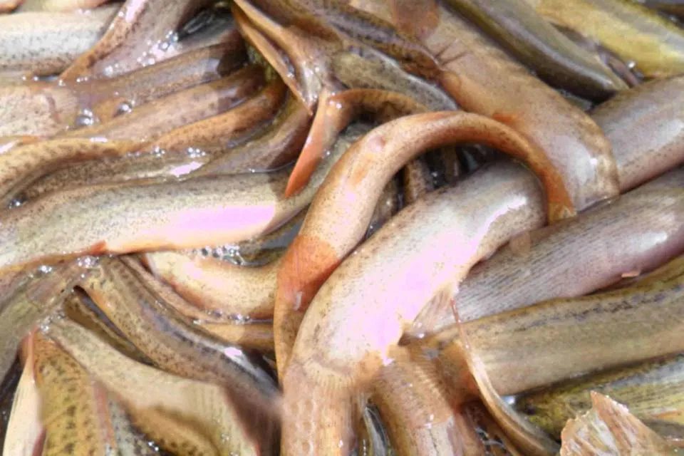 小泥鳅吃什么 泥鳅放清水里能长期养活吗