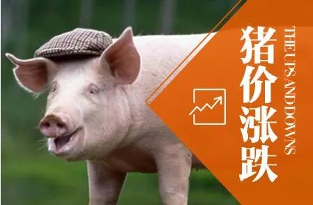 未来的十天的毛猪价格还会涨吗