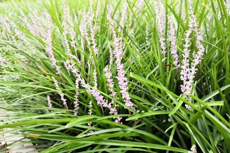 麦冬图片及功效与作用