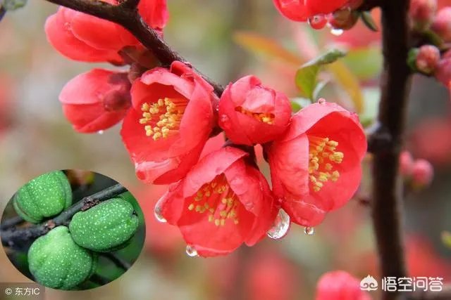 投我以木瓜的木瓜是什么