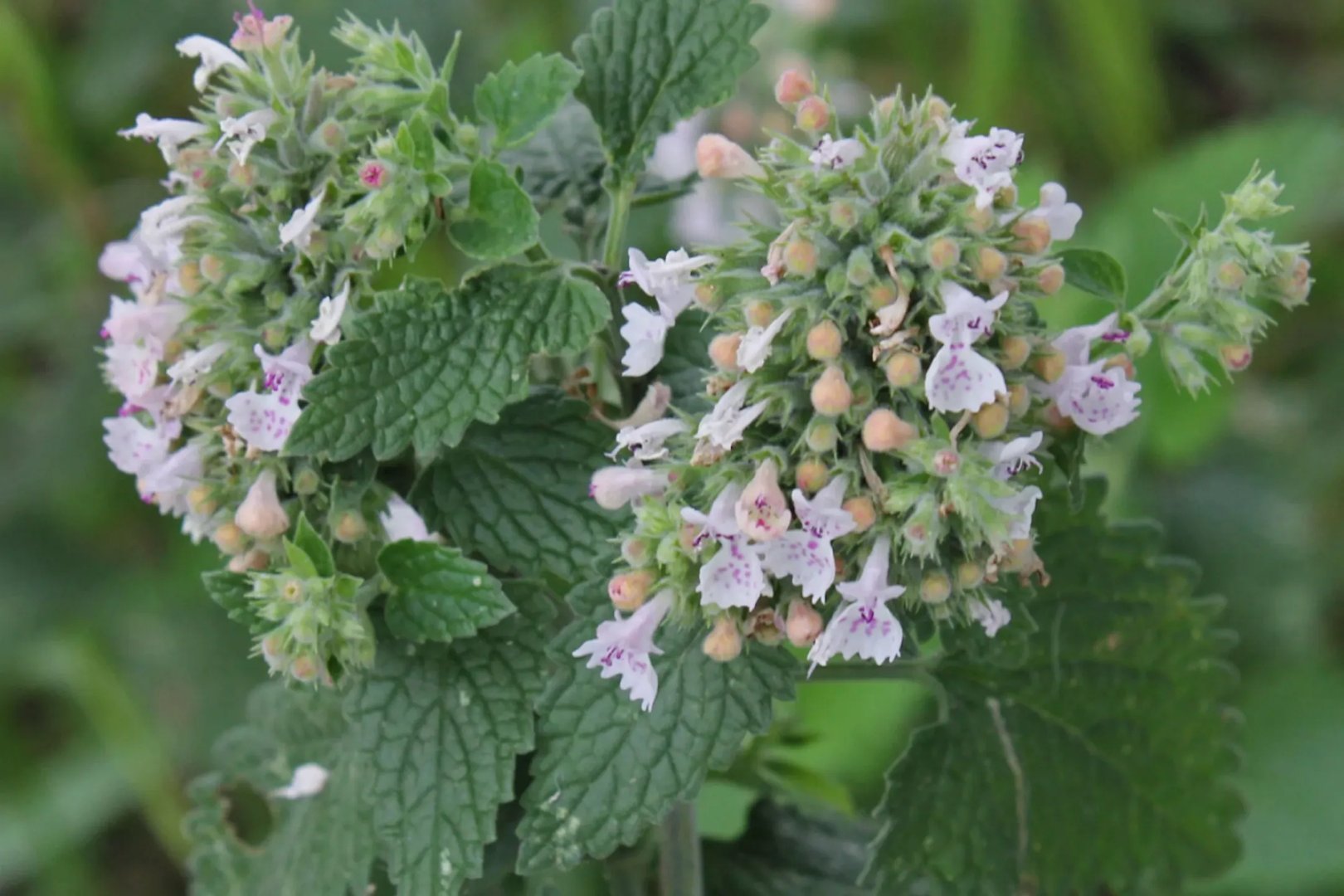 荆芥的功效与作用图片