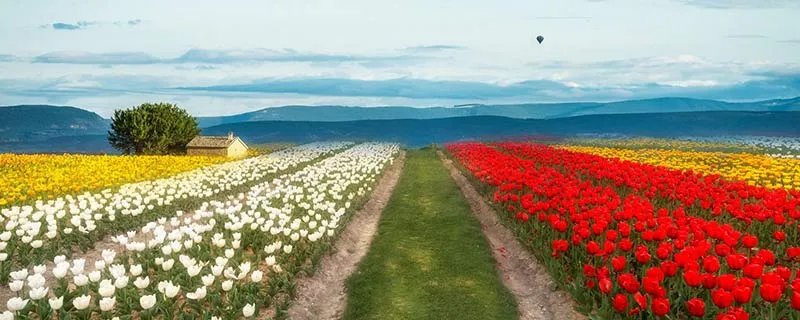 荷兰为什么是花之国 荷兰为什么被称为花之国