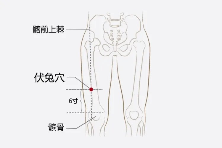 腿部拔罐12个位置示意图