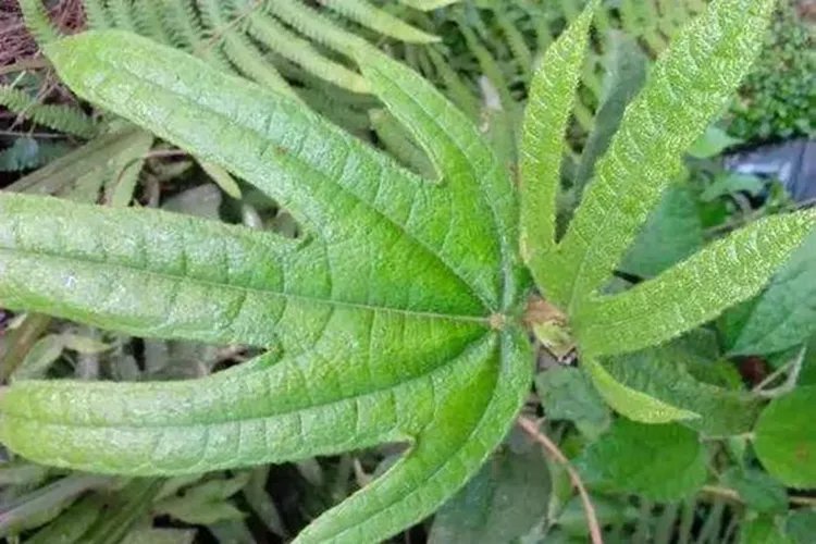 五指毛桃功效作用图片大全大图