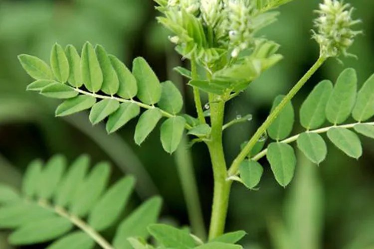 黄芪的功效与作用是什么