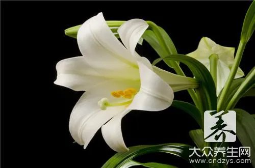 百合子的功效与作用有哪些啊？