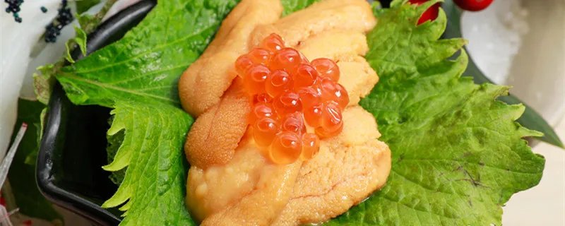 白子是什么 白子是什么部位