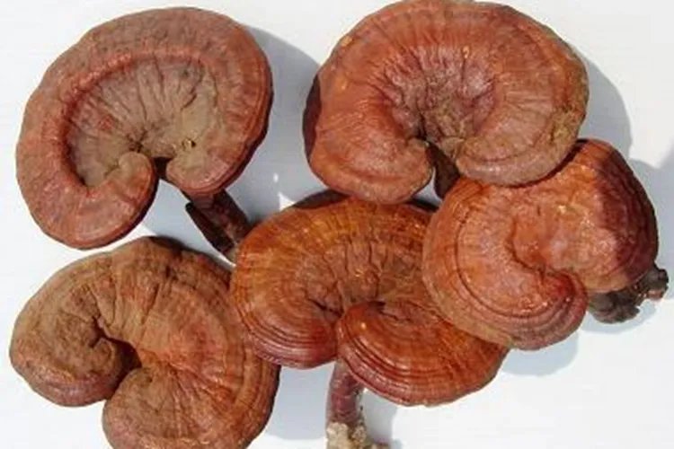 野生灵芝图片大全