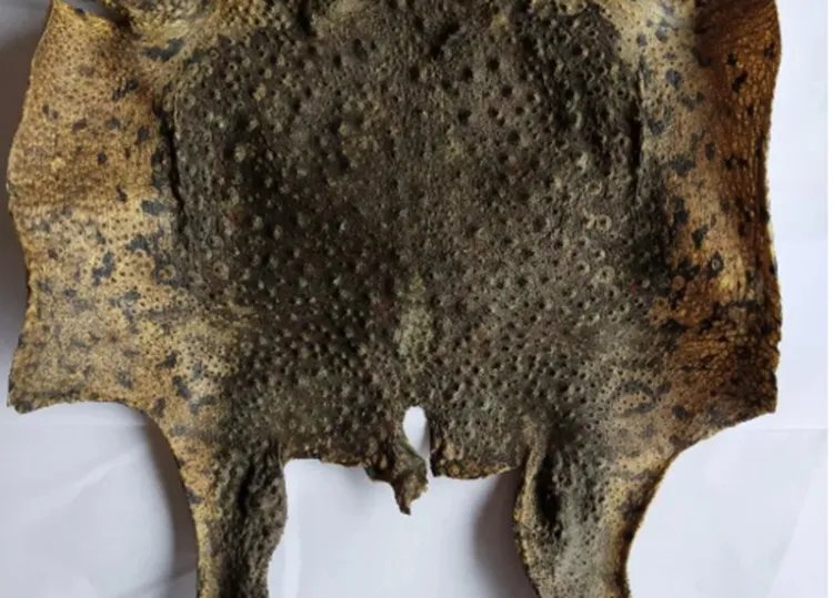 蟾蜍皮的功效与作用