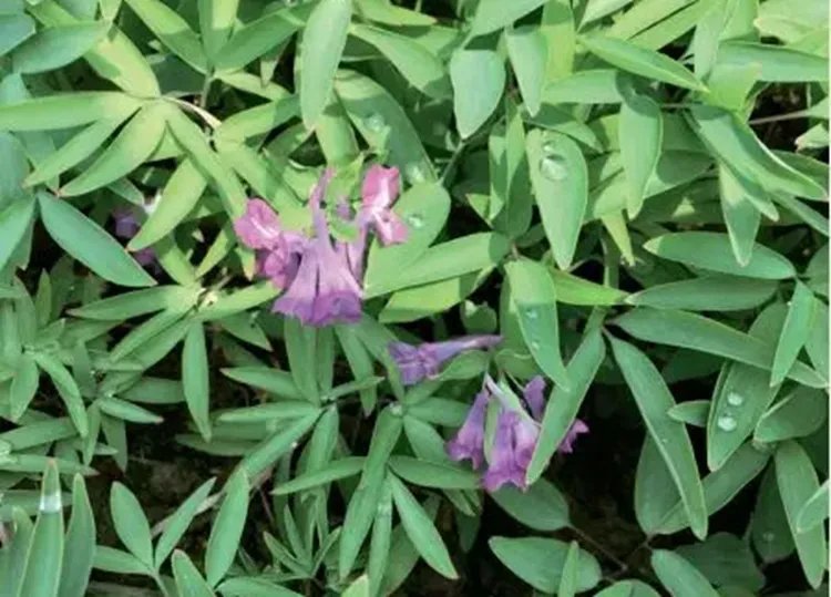 延胡索的功效与作用