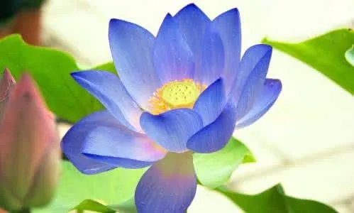 蓝莲花图片赏析 蓝莲花代表了什么寓意