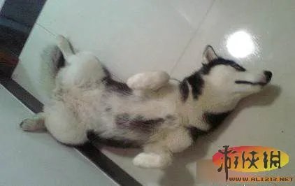 爆笑雷图来袭挡不住的邪恶内涵 邪恶帝秒懂！