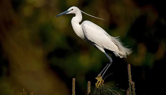 禽类有哪些 禽类是指