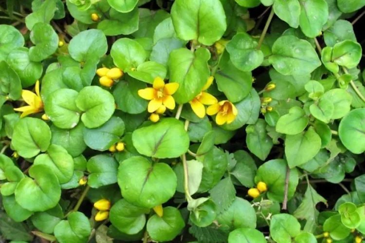 金钱草草药图片