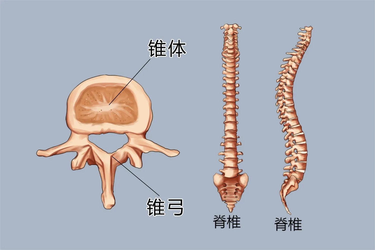 脊椎构造高清图解