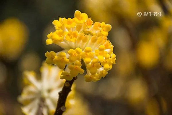 结香花的功效与作用