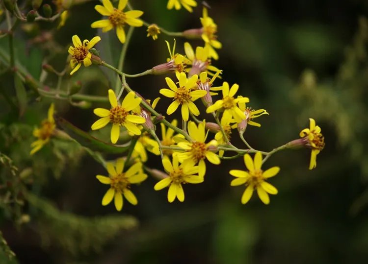 千里光的功效与作用