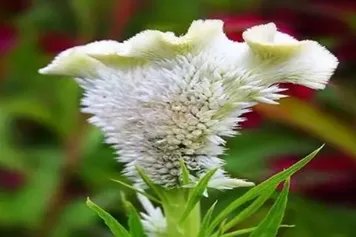 白色鸡冠花的功效与作用