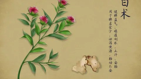 参苓白术丸的功效与作用