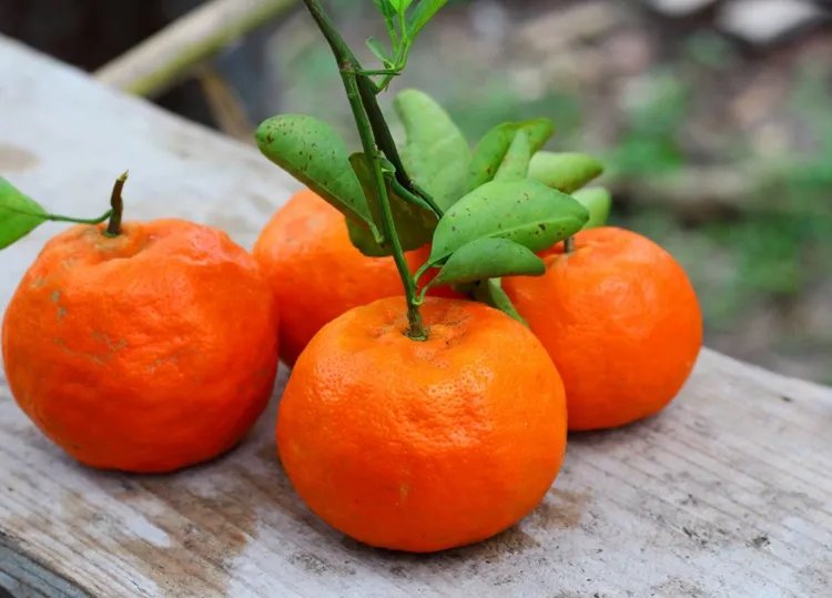 橘子的功效与作用