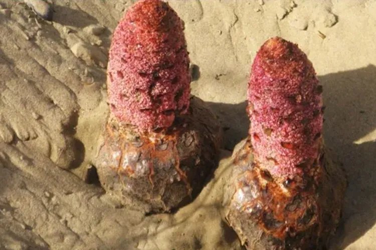 锁阳的功效与作用图片