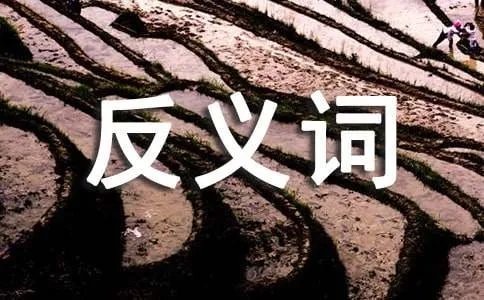 仔细的反义词是什么