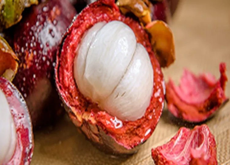 山竹的功效与作用