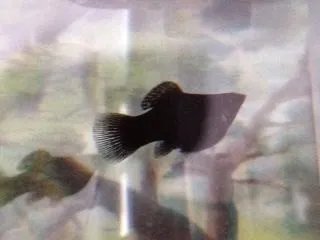 ​黑玛丽鱼的特性是什么 如何饲养