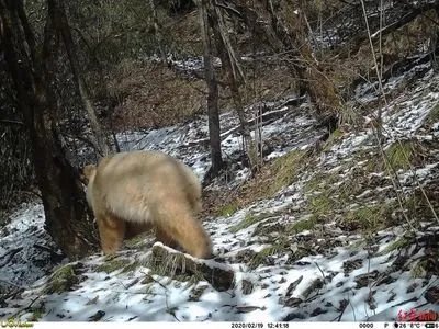 全球唯一白色大熊猫长大变金白色，这是基因变异导致的吗？