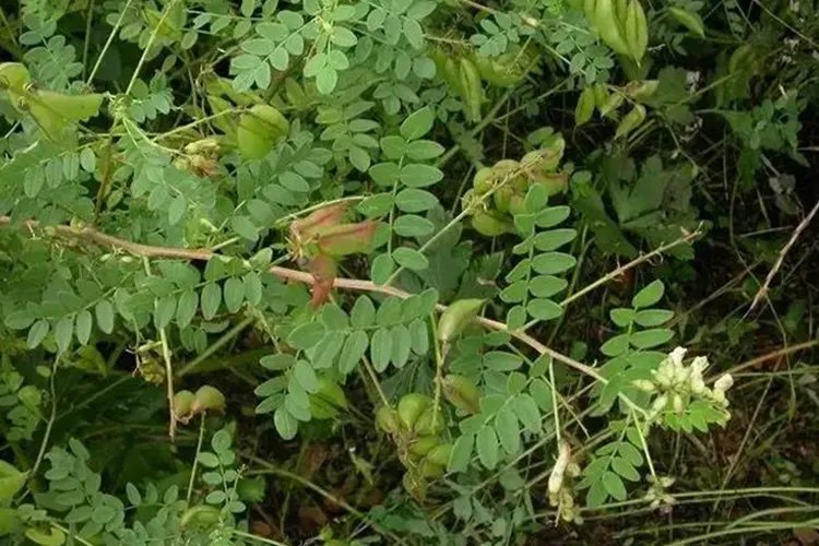 黄芪的种类和图片大全