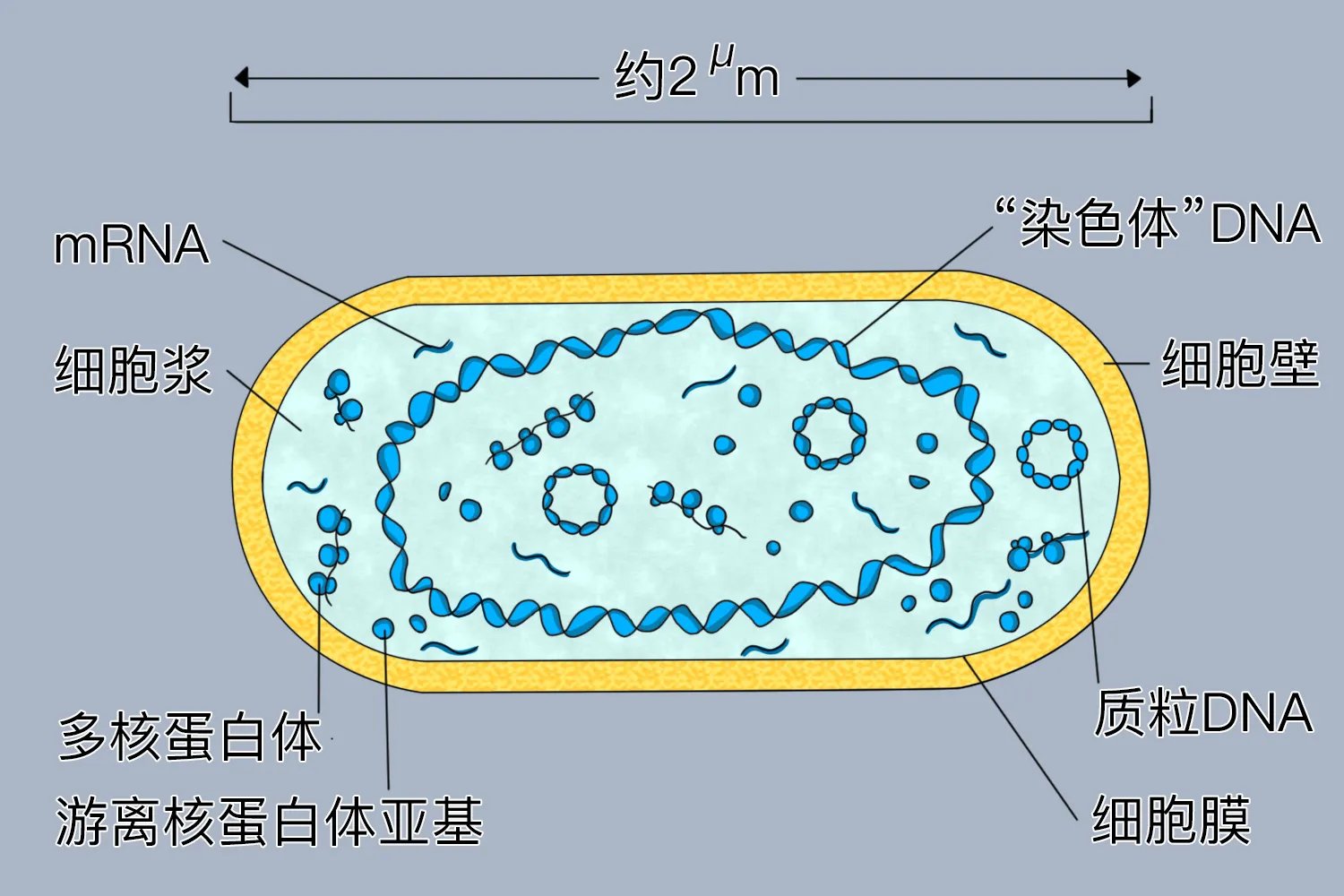大肠杆菌结构图