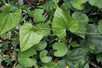 罗汉果图片大全