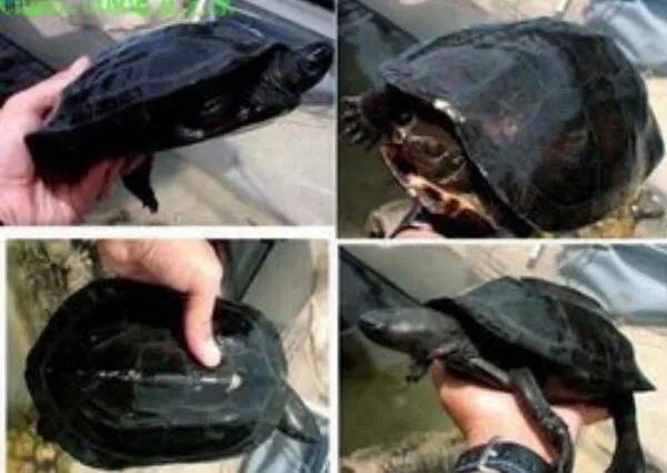 十种动物冬眠的方式，动物过冬的方式有哪些