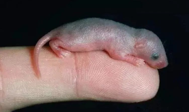 三吱儿是哪里的菜 吃小老鼠三吱儿吃的是老鼠幼崽