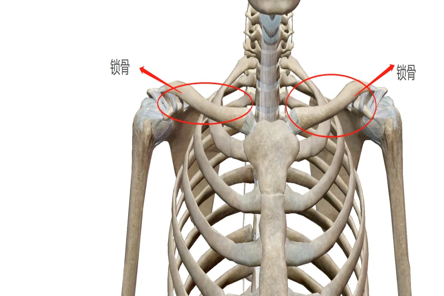 人体锁骨结构图
