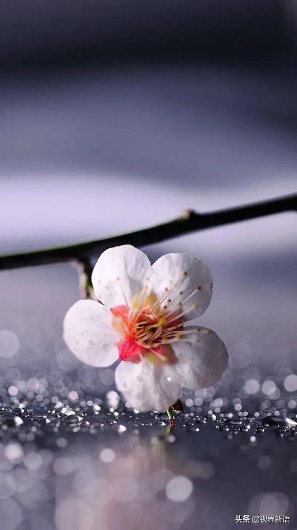 二级响应的标准是什么?