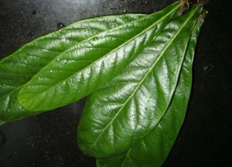 枇杷叶的功效与作用