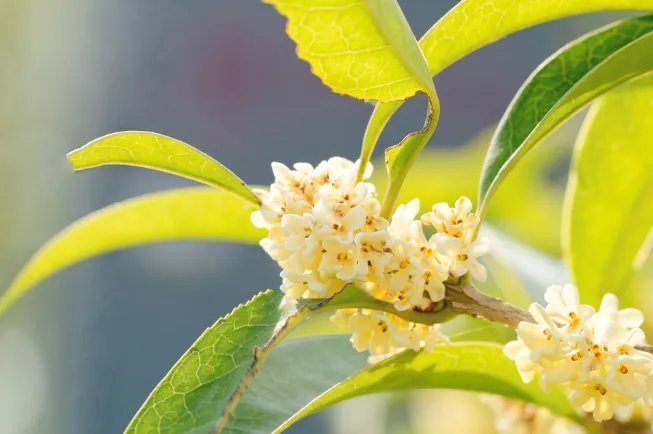 9月1日是什么节 每年的9月1号是什么日子