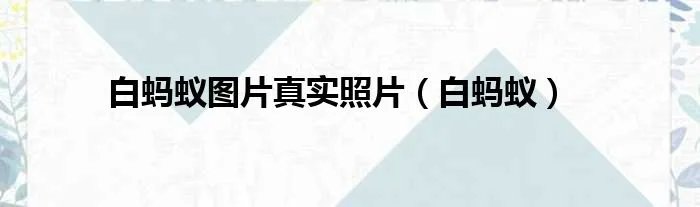 白蚂蚁图片真实照片（白蚂蚁）