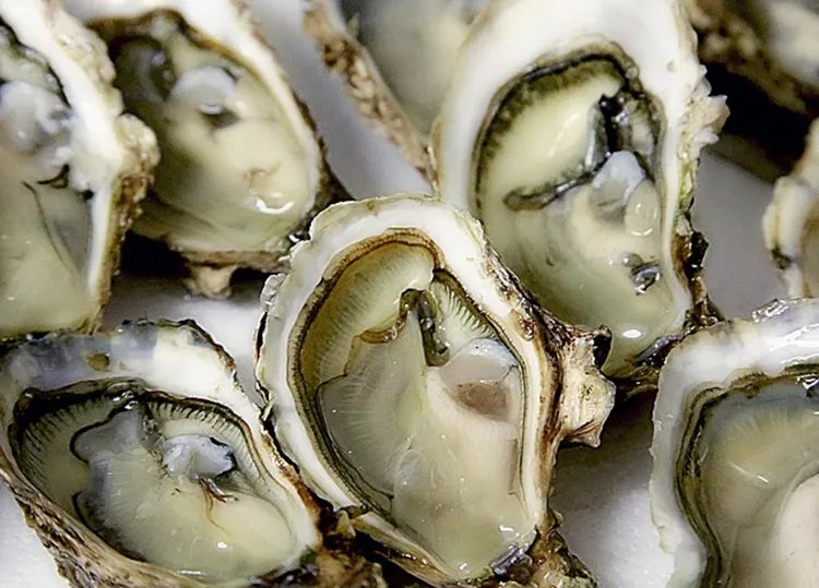 牡蛎的功效与作用