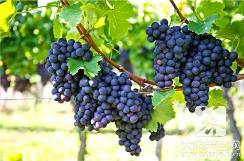 葡萄籽提取物的作用是什么