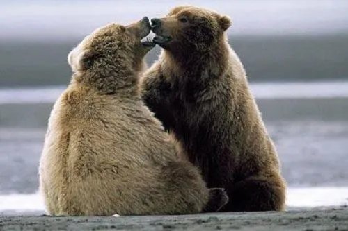 为什么动物夫妻没有感情不合的现象发生,而人却有?